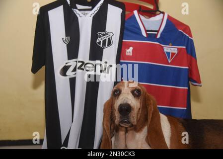 Fortaleza, Brésil. 06th févr. 2023. Ce mardi (7), l'équipe de Ceara SC affrontera l'équipe de Fortaleza EC dans le championnat de Cearense à 9 h 35pm au stade Presidente Vargas. Ce sera le classique de 100th. Dans la photo: Hillary (11) de race Basset Hound porte le maillot de Ceará SC, Fortaleza EC et pose ensuite à côté des deux chemises. (Caior Rocha/SPP) crédit: SPP Sport Press photo. /Alamy Live News Banque D'Images