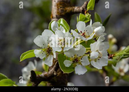 fleurs de poire. arbre en fleurs dans le jardin. fleurs blanches délicates et feuilles vertes et jeunes. Branches de poires fleuries sur fond vert. fermer Banque D'Images