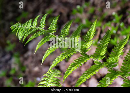 Dryopteris carthusiana est une espèce de plantes herbacées de la famille des Dryopteridaceae, commune dans les régions tempérées d'Eurasie et d'Amérique du Nord. Medi Banque D'Images