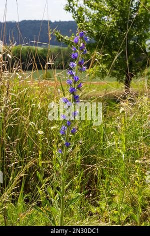 Floraison de prairie dans la journée ensoleillée d'été. Echium vulgare, belles fleurs sauvages. Fond floral d'été, fleurs en gros plan. Banque D'Images