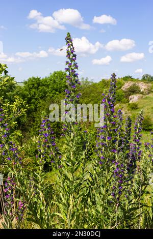 Floraison de prairie dans la journée ensoleillée d'été. Echium vulgare, belles fleurs sauvages. Fond floral d'été, fleurs en gros plan. Banque D'Images