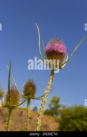 Dipsacus fullonum, fleurs sauvages de thé dans le foyer macro sélectif de jardin. Banque D'Images