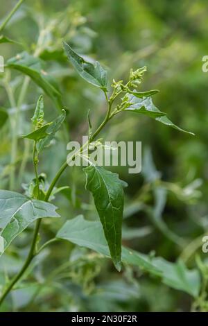 Gros plan de l'usine d'orache commun Atriplex Patula. Orache commun ou plante de patula d'atriplex poussant dans la ferme. Plante commune d'orache. Nom scientifique Chenopod Banque D'Images