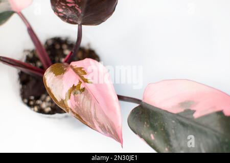 Belle feuille rose vif et noire de Philodendron Pink Princess, une maison populaire Banque D'Images