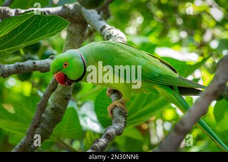 Parakeet vert sauvage à col rond sur une branche dans un arbre dans le parc St James, Londres Banque D'Images