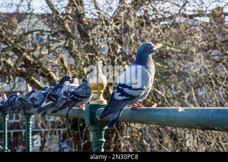 Se démarquer de la foule. Un pigeon vole le spectacle sur des rampes surplombant Drake’s place sur le campus de l’Université de Plymouth. Un tir générique f Banque D'Images