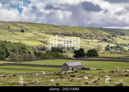 La vue vers Newbiggin comme vu de Holwick, Upper Teesdale Banque D'Images