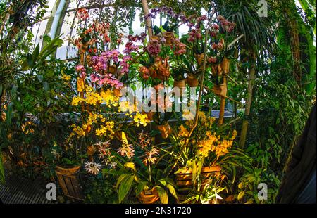 UNE EXPOSITION DE MILLE ET UNE ORCHIDÉES DANS LES GRANDES SERRES DU JARDIN DES PLANTES À PARIS Banque D'Images