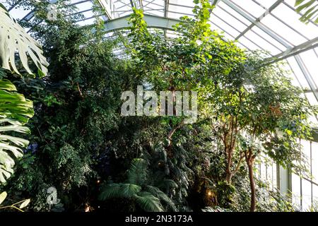 UNE EXPOSITION DE MILLE ET UNE ORCHIDÉES DANS LES GRANDES SERRES DU JARDIN DES PLANTES À PARIS Banque D'Images