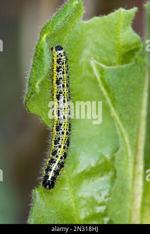 Un gros papillon blanc de chou (Pieris brassicae) caterpillar sur une feuille de roquette douce (Hesperis matronalis) dans un jardin, en Angleterre. Banque D'Images