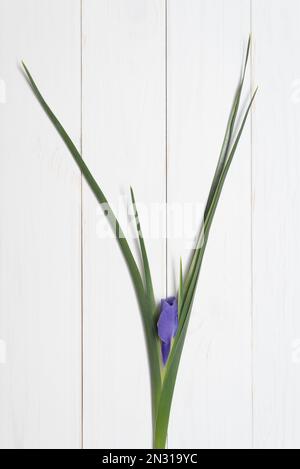 Fleur d'un iris violet avec des feuilles vertes sur fond blanc en bois. Mise en page à plat, vue de dessus Banque D'Images