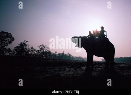 Népal. Parc national de Chitwan. Touristes sur l'éléphant. Banque D'Images