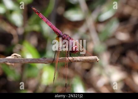 Dropwing violet (Trithemis annulata) adulte mâle perché sur le bâton de Sicile, Italie Mai Banque D'Images