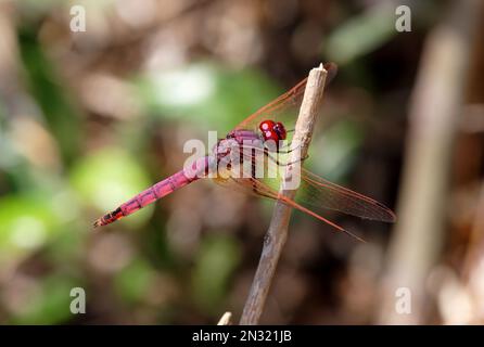 Dropwing violet (Trithemis annulata) adulte mâle perché sur le bâton de Sicile, Italie Mai Banque D'Images