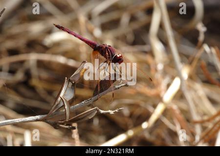 Dropwing violet (Trithemis annulata) adulte mâle perché sur une végétation morte Sicile, Italie Mai Banque D'Images