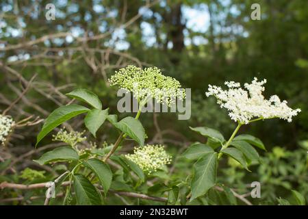 Les fleurs blanches de bois de chien font confiance dans le jardin. L'été et le printemps. Banque D'Images