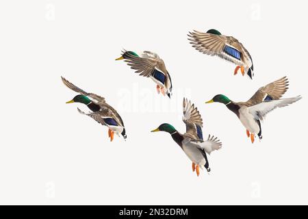 Des canards colverts (Anas platyrhynchos) volant en hiver sur fond blanc Banque D'Images