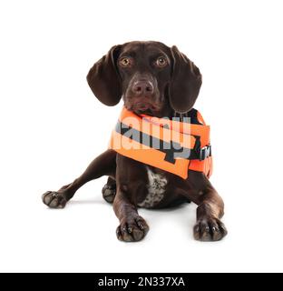 Gilet de sauvetage pour chien sur fond blanc Banque D'Images