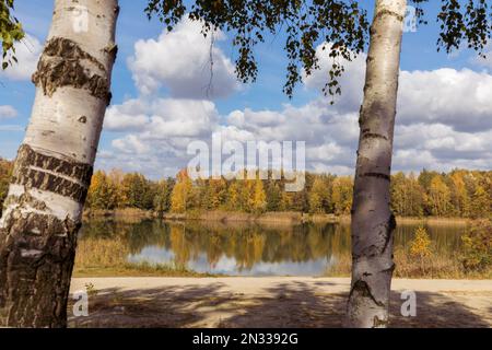 Deux bouleaux et un étang entouré d'arbres d'automne. Banque D'Images