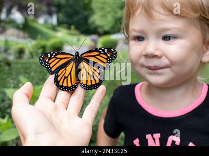 Enfant avec papillon. Tout-petit regardant le monarque papillon Banque D'Images