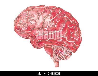 Structure du cerveau humain. Vue latérale latérale. Illustration anatomique aquarelle médicale. Art du cerveau anatomique élégant dessiné à la main Banque D'Images