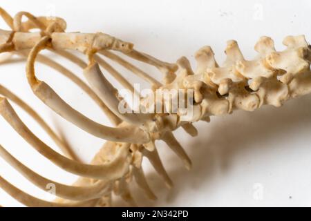 Anatomie des oiseaux. Système squelettique d'oiseau. Nombreuses côtes et vertèbres Banque D'Images