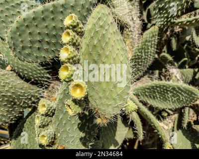 La barbe d'Aaron en forme de poire. Opuntia leucotricha cactus Banque D'Images