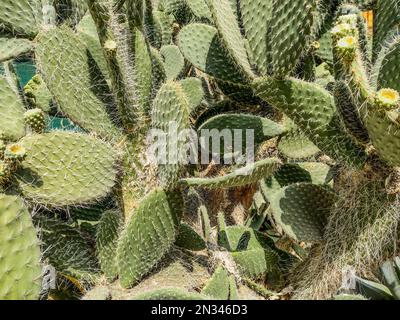 La barbe d'Aaron en forme de poire. Opuntia leucotricha cactus Banque D'Images