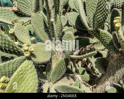 La barbe d'Aaron en forme de poire. Opuntia leucotricha cactus Banque D'Images