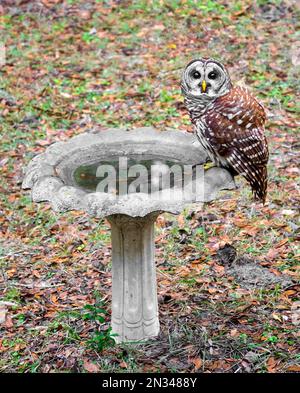 Les chouettes barbées ou Strix varia, sont également connus comme les chouettes de Hoot sont relativement grandes, surtout des chouettes nocturnes qui mangent presque tout ce qui est fait de viande dans Banque D'Images