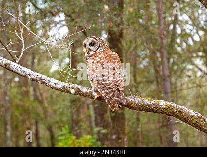 Les chouettes barbées ou Strix varia, sont également connus comme les chouettes de Hoot sont relativement grandes, surtout des chouettes nocturnes qui mangent presque tout ce qui est fait de viande dans Banque D'Images