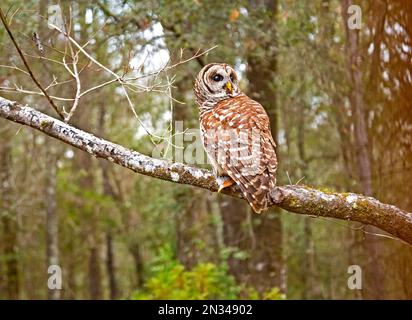 Les chouettes barbées ou Strix varia, sont également connus comme les chouettes de Hoot sont relativement grandes, surtout des chouettes nocturnes qui mangent presque tout ce qui est fait de viande dans Banque D'Images