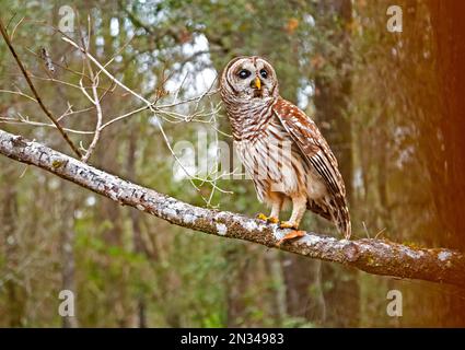 Les chouettes barbées ou Strix varia, sont également connus comme les chouettes de Hoot sont relativement grandes, surtout des chouettes nocturnes qui mangent presque tout ce qui est fait de viande dans Banque D'Images