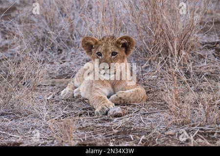 Lion (Panthera leo) Banque D'Images
