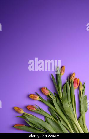 Fleurs de printemps tulipes. Superbes tulipes et espace pour le texte sur fond violet, vue de dessus. Banque D'Images