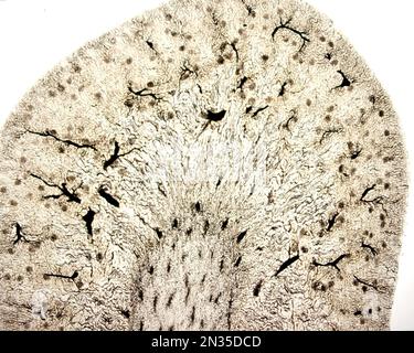 L'étude d'une microvasculature d'organe implique généralement le remplissage des vaisseaux sanguins avec une étiquette visible sous le microscope. Micro faible grossissement Banque D'Images