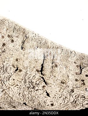 L'étude d'une microvasculature d'organe implique généralement le remplissage des vaisseaux sanguins avec une étiquette visible sous le microscope. Microscope léger microg Banque D'Images