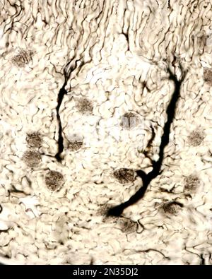 L'étude d'une microvasculature d'organe implique généralement le remplissage des vaisseaux sanguins avec une étiquette visible sous le microscope. Microscope léger microg Banque D'Images