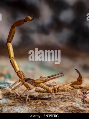 Hairy désert Scorpion, Hadrurus arizonensis, Arizona Banque D'Images