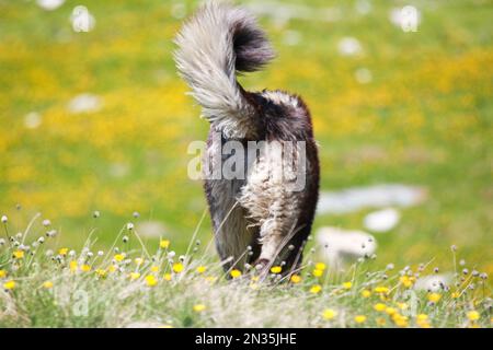 Moutons Illyriens chien de chasse dans les montagnes du sud du Kosovo à pied Banque D'Images