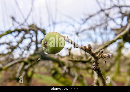 Des rangées de pommiers dans un verger pendant l'hiver dans le comté d'Armagh, Irlande du Nord, Royaume-Uni, Royaume-Uni Banque D'Images