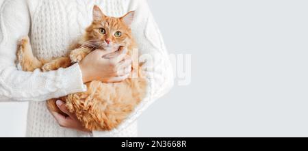 Femme en pull blanc à maille torsadée tient le chat de gingembre sur les mains. Animal de compagnie doux avec expression de visage effrayée. Bannière claire avec espace de copie. Banque D'Images