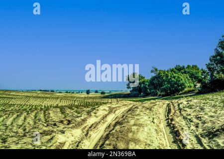 Rangées de pois chiches dans le désert du Thar Banque D'Images