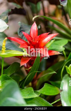 Guzmania ou airplant touffeté. Fleur lumineuse et colorée en fleur. Banque D'Images