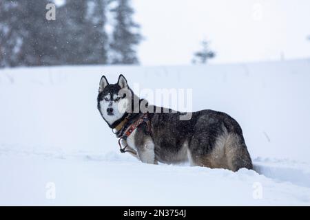 Magnifique chien Husky de Sibérie avec des yeux bleus debout dans la neige sur la dérive de neige, vue de face Banque D'Images