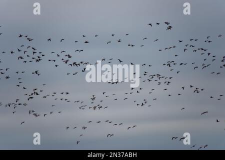 Un troupeau d'oies bernaches de brant volant à travers un ciel nuageux en hiver se préparant à voler à nouveau vers la Russie arctique Banque D'Images