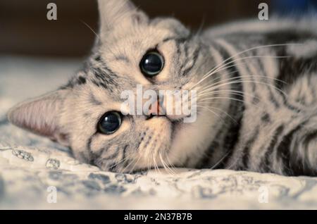 Un gros plan d'un adorable chat de shorthair américain gris allongé Banque D'Images