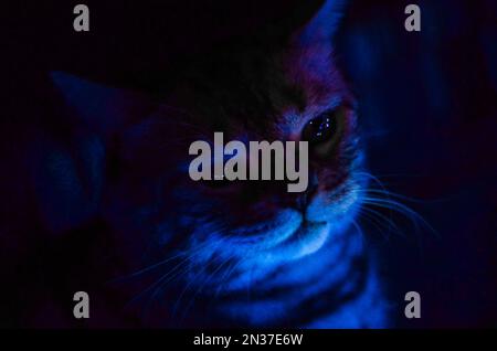 Un gros plan d'un adorable chat de shorthair américain gris sous des lumières bleues Banque D'Images