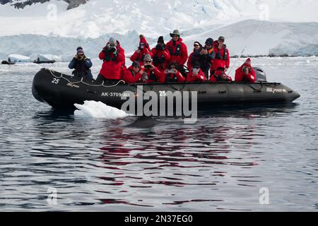 Touristes prenant des photos d'une étrange baleine de Minke en Antarctique Banque D'Images