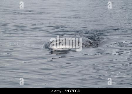 Petit rorqual en Antarctique Banque D'Images